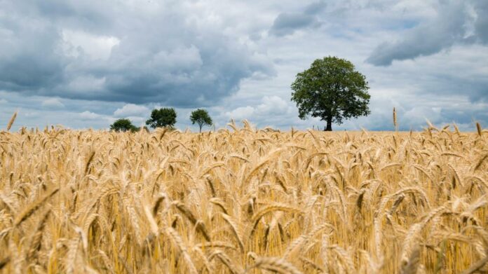 campo de trigo amarillo