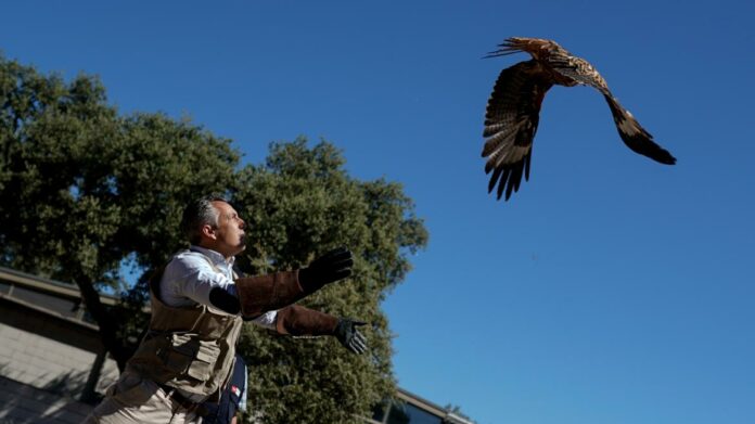 El consejero soltando libre un águila